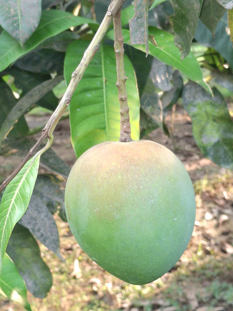 Harivanga Am Corner